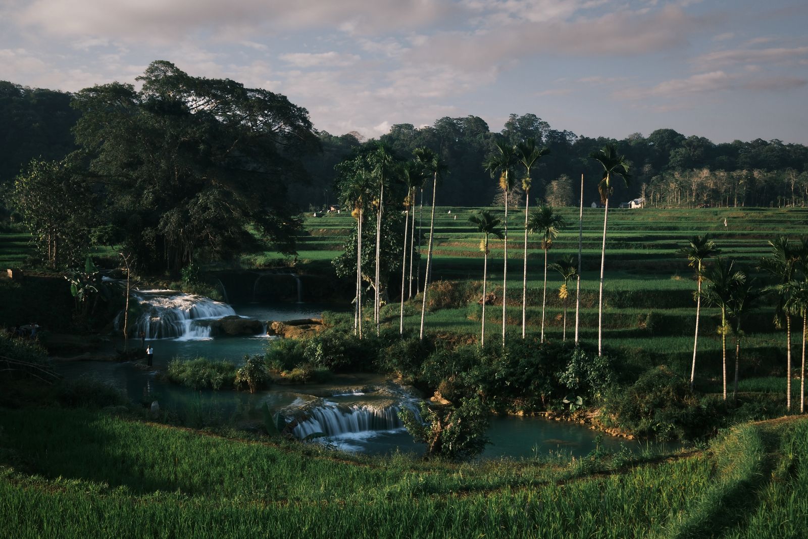 Rice terraces and palms in a green valley