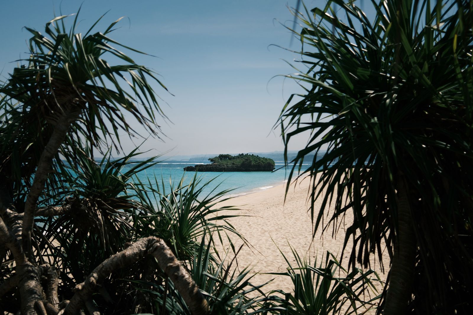 Pandanus leaves framing a shallow lagoon